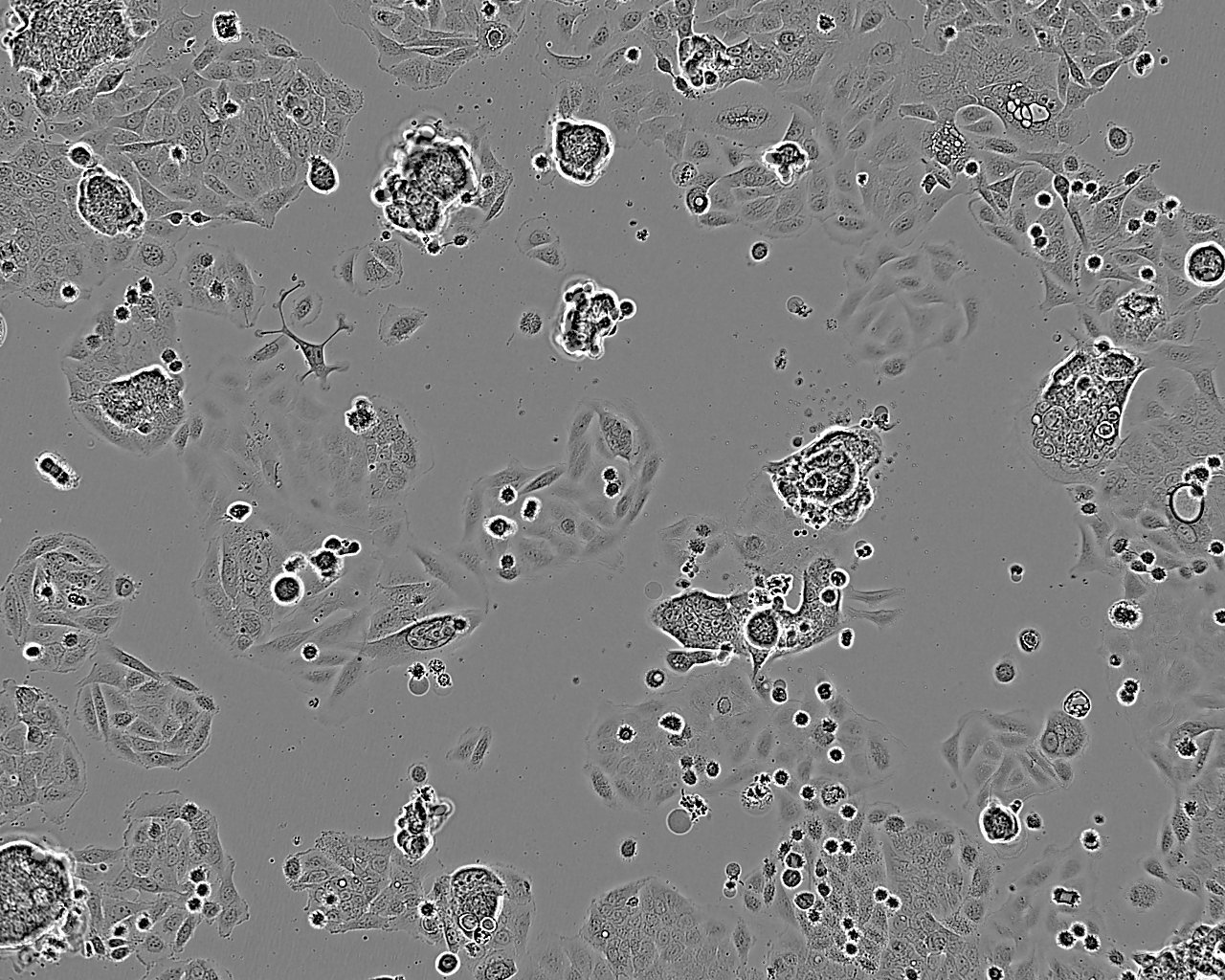WB-F344:大鼠肝上皮样干复苏细胞(提供STR鉴定图谱)