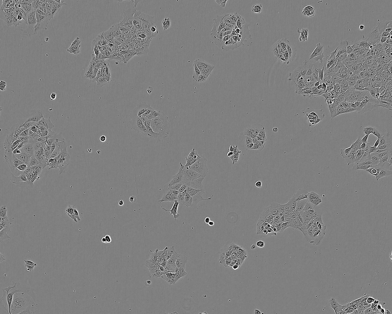 COS-7:SV40转化的非洲绿猴肾复苏细胞(提供STR鉴定图谱)