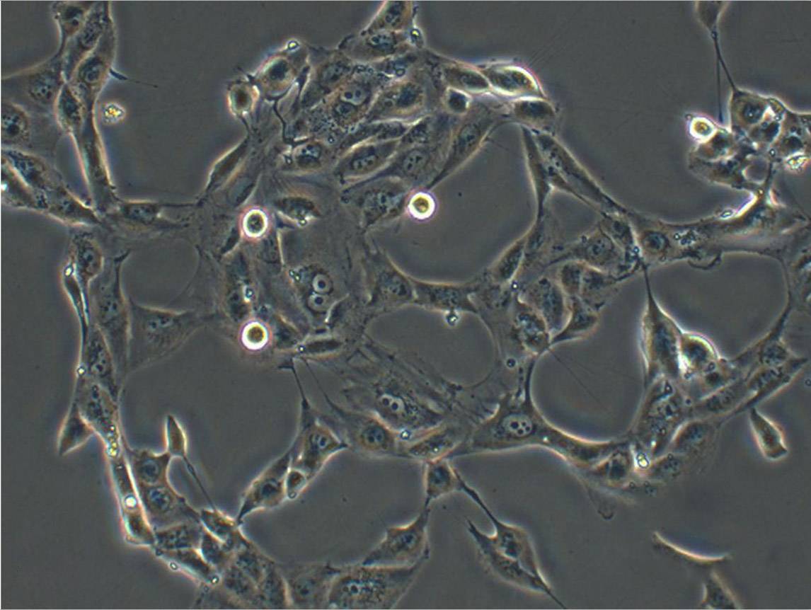 JB6 Cl 30-7b:小鼠表皮复苏细胞(提供STR鉴定图谱)