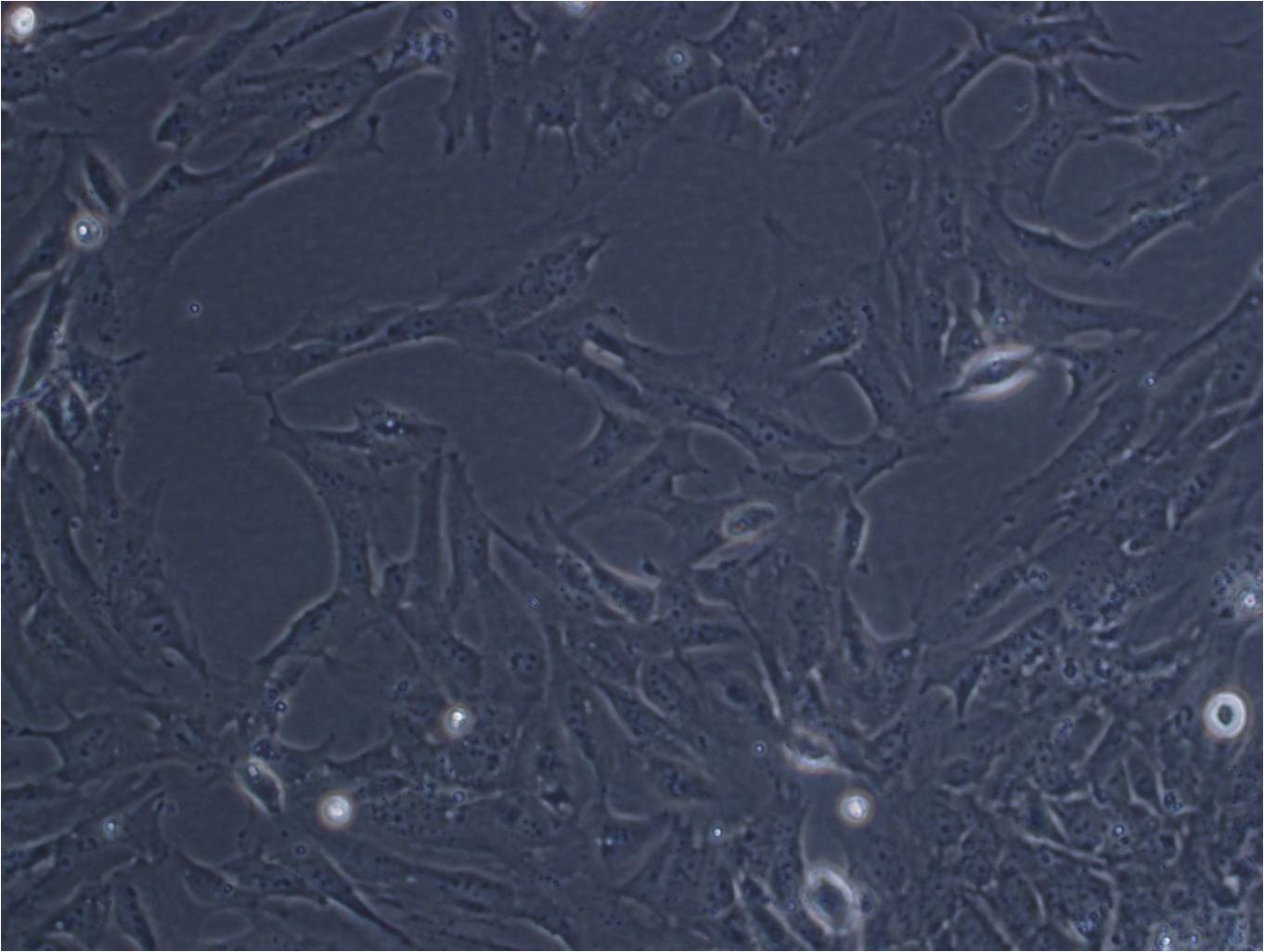 SHG-44:人胶质瘤复苏细胞(提供STR鉴定图谱)