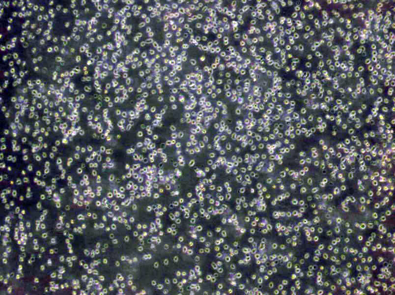 AHH-1 Cells(赠送Str鉴定报告)|人外周血B淋巴细胞