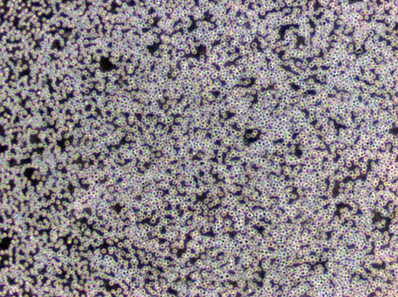 WEHI-3B Cells(赠送Str鉴定报告)|小鼠髓样单核白血病细胞