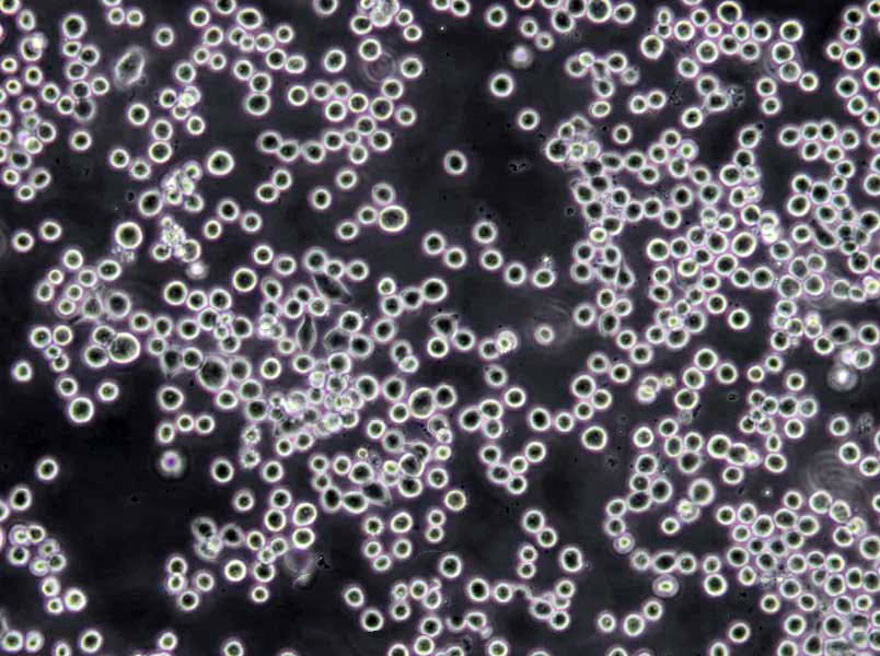 CCD-1112sk Cells(赠送Str鉴定报告)|人包皮成纤维细胞