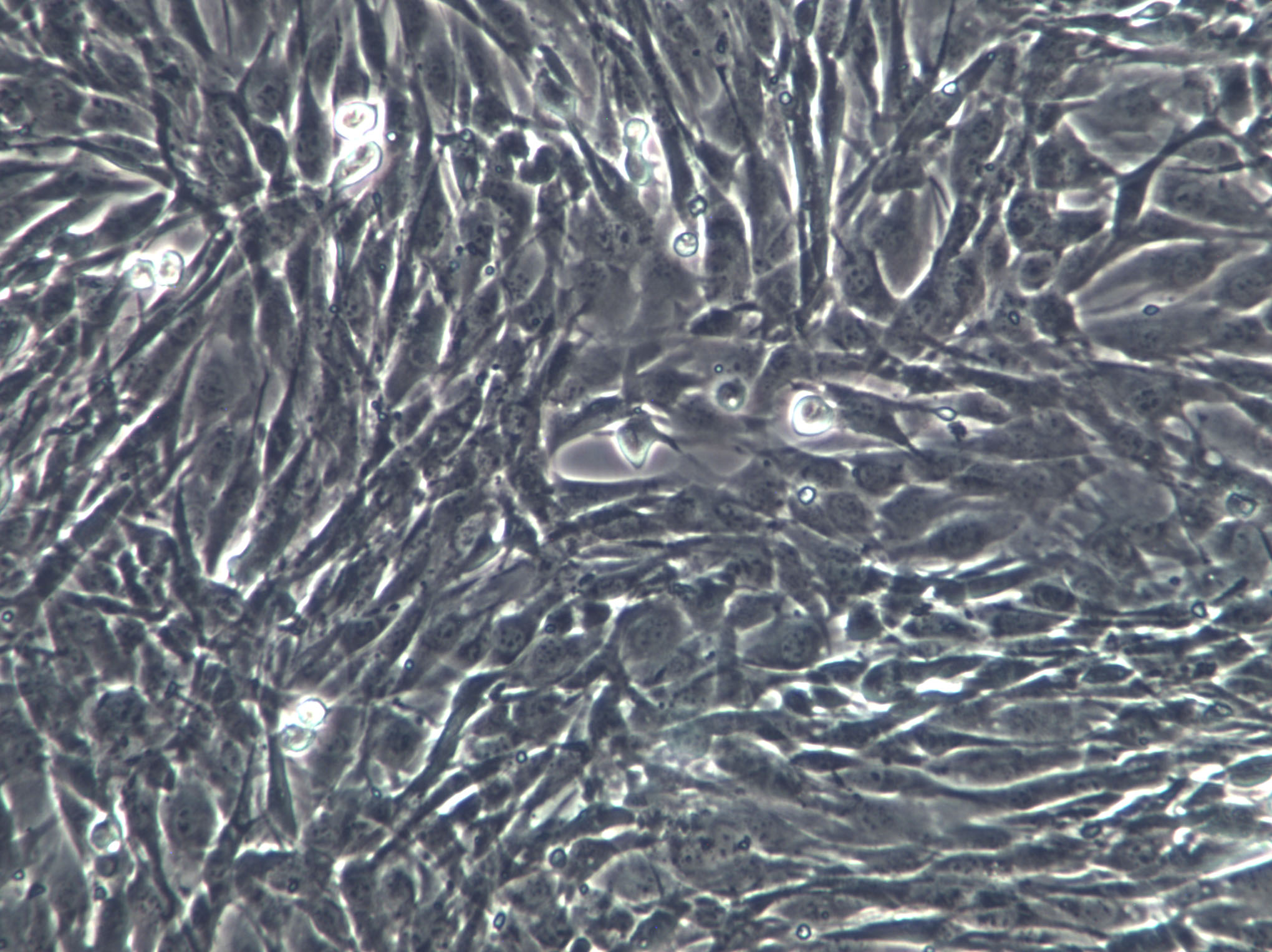 RS1 Cells(赠送Str鉴定报告)|大鼠皮肤成纤维样细胞