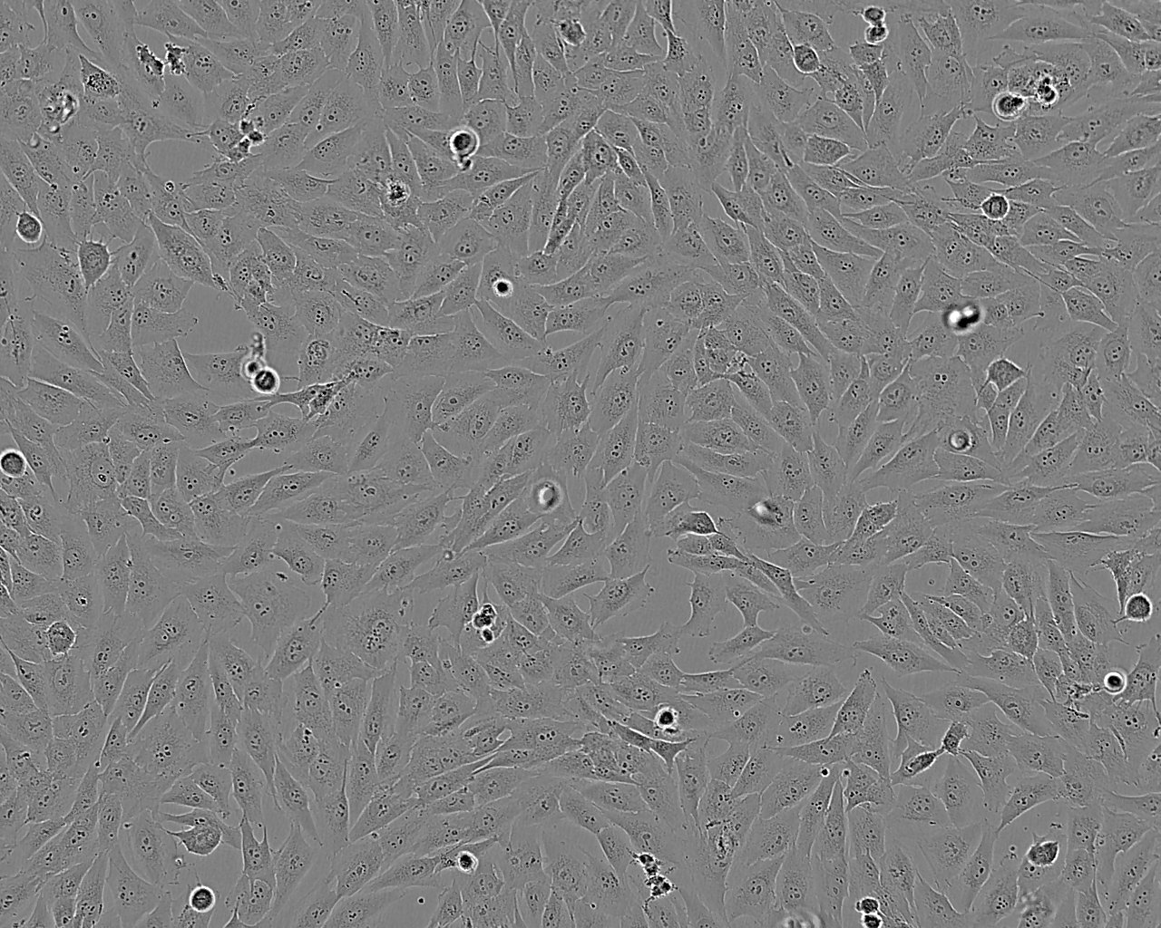 HFF-1 Cells(赠送Str鉴定报告)|人包皮成纤维细胞