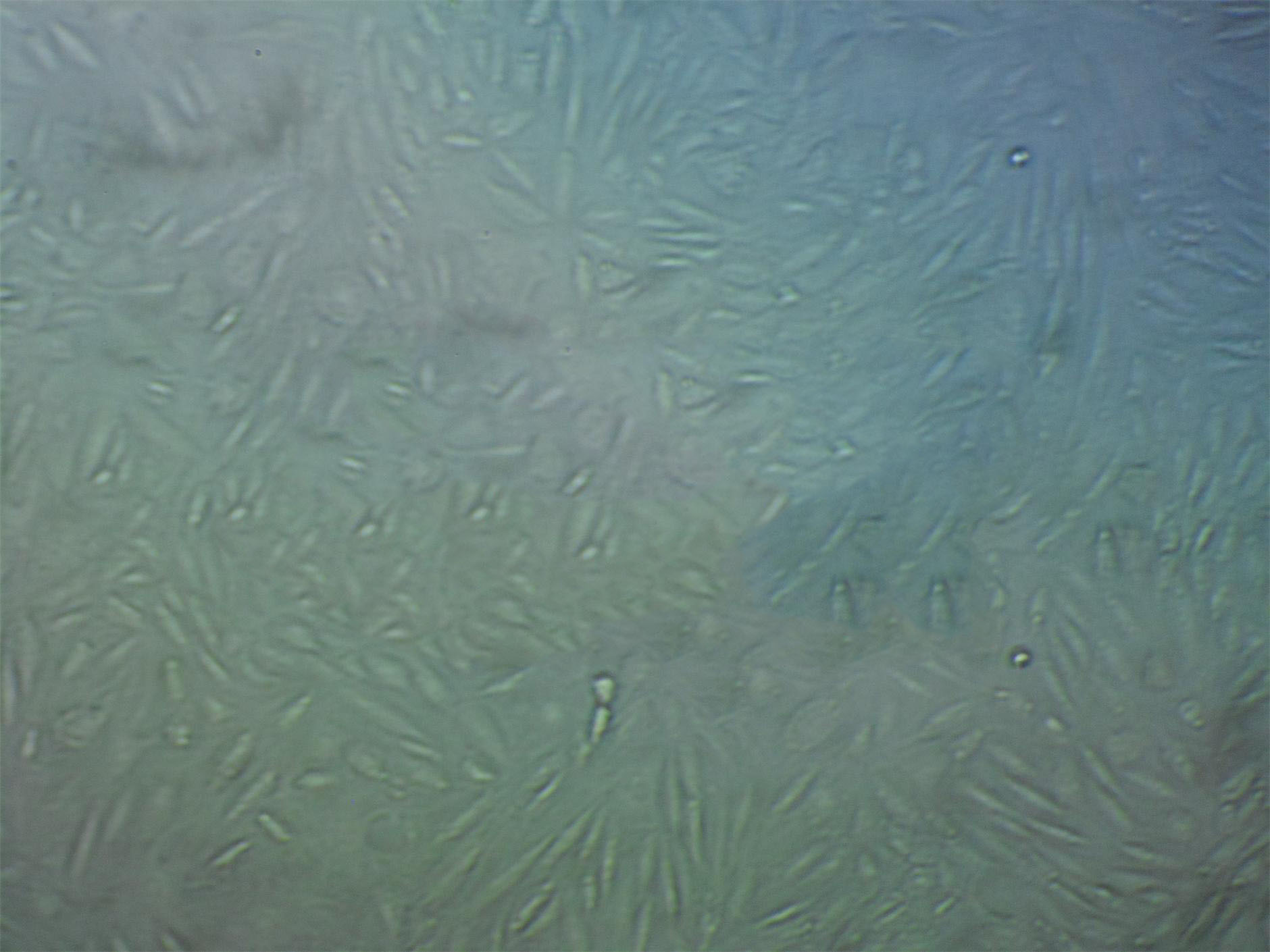 PT-K75 Cells(赠送Str鉴定报告)|猪鼻甲黏膜成纤维细胞