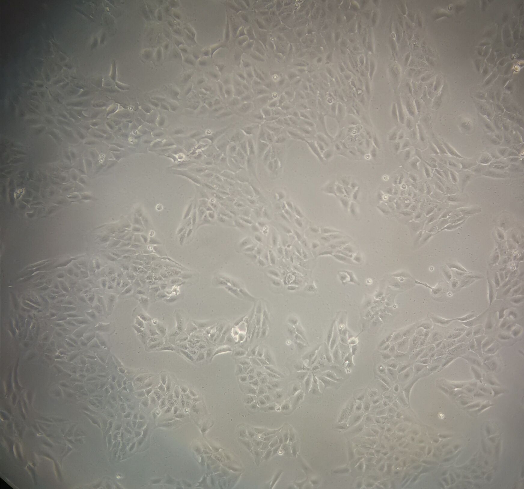LC-2/ad Cells(赠送Str鉴定报告)|人肺癌腺癌细胞