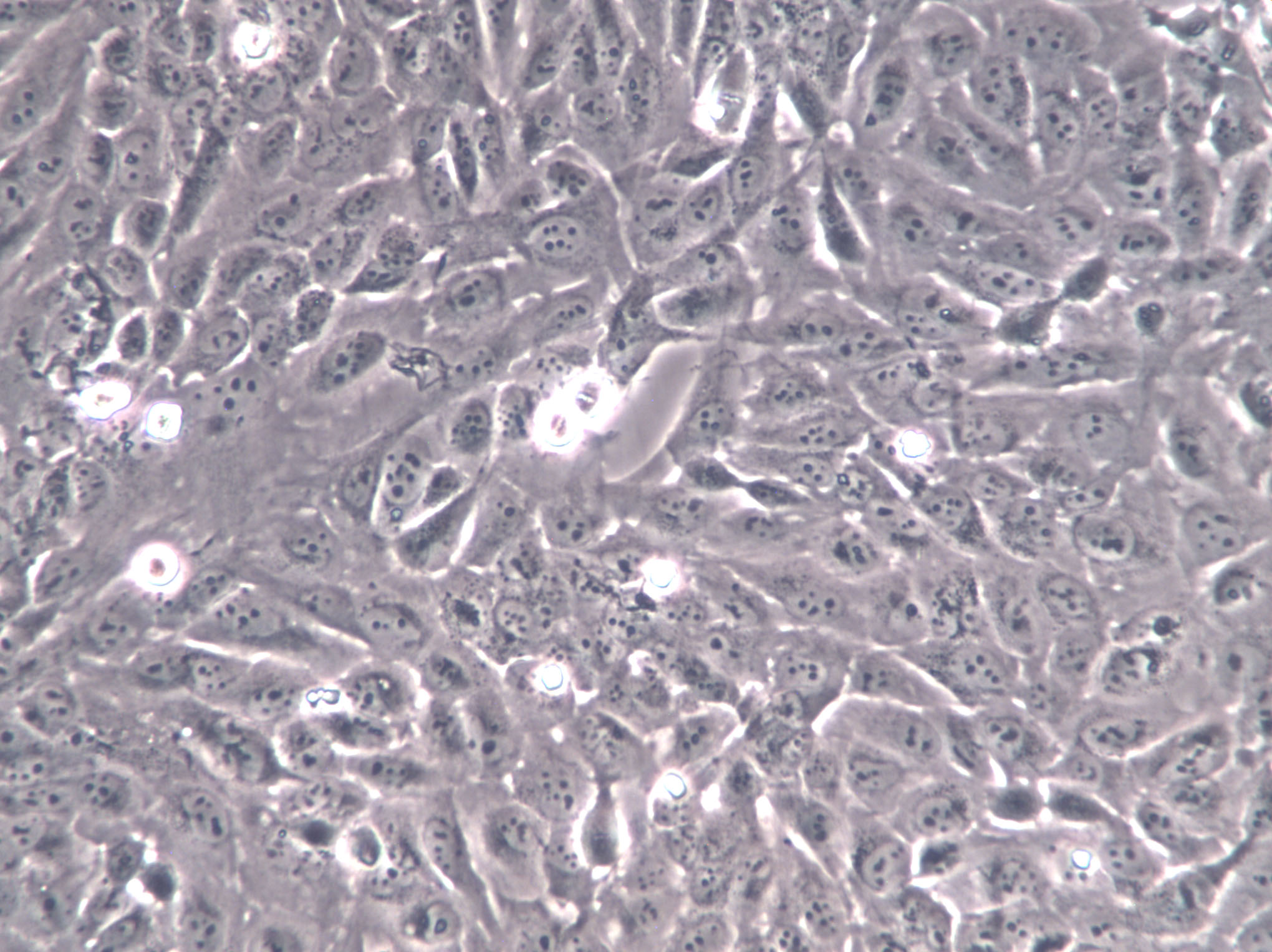 L-M(TK-) Cells|小鼠结缔组织克隆细胞(包送STR鉴定报告)