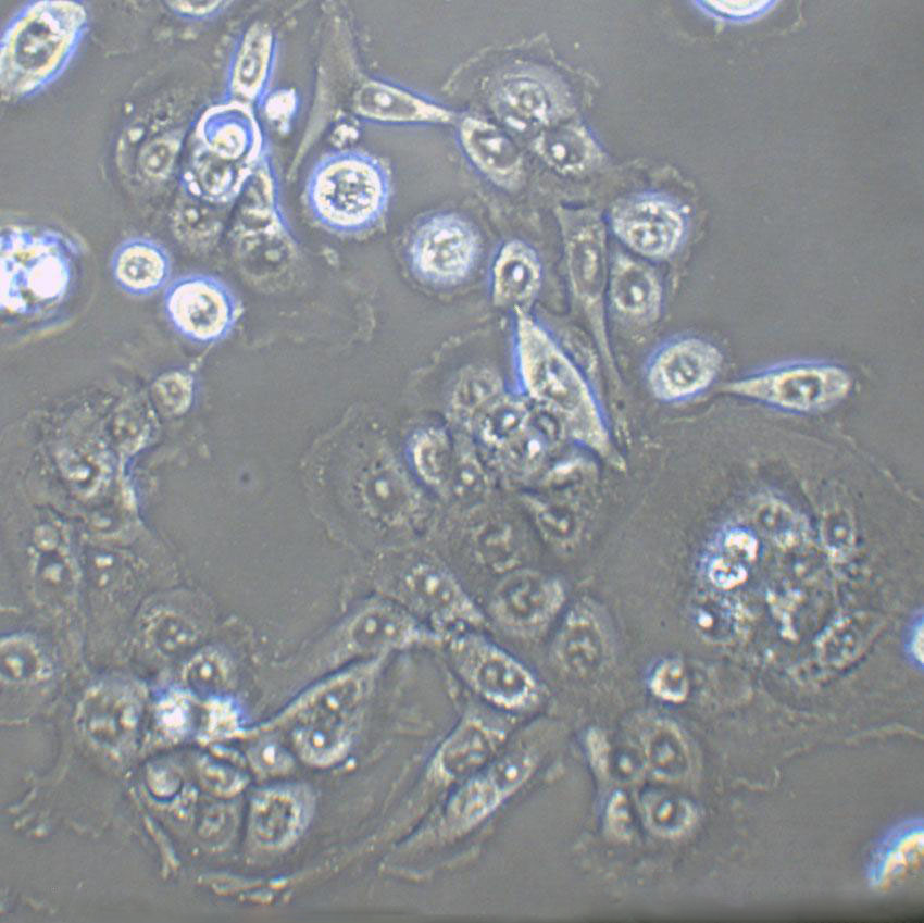 NCL-H548 Cells(赠送Str鉴定报告)|人胰腺癌细胞