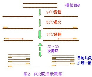 安氏毛圆线虫探针法荧光定量PCR试剂盒