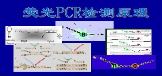 毛癣菌通用探针法荧光定量PCR试剂盒