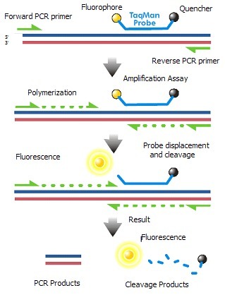 胎儿滴虫探针法荧光定量PCR试剂盒