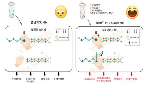 气管比翼线虫探针法荧光定量PCR试剂盒