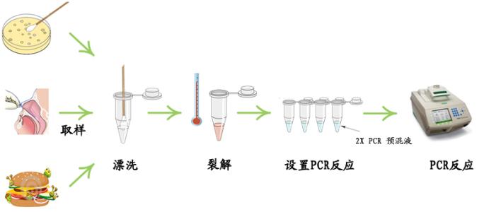 阴道毛滴虫探针法荧光定量PCR试剂盒