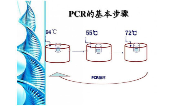 链霉菌通用探针法荧光定量PCR试剂盒