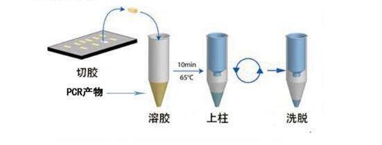 类圆线虫通用探针法荧光定量PCR试剂盒