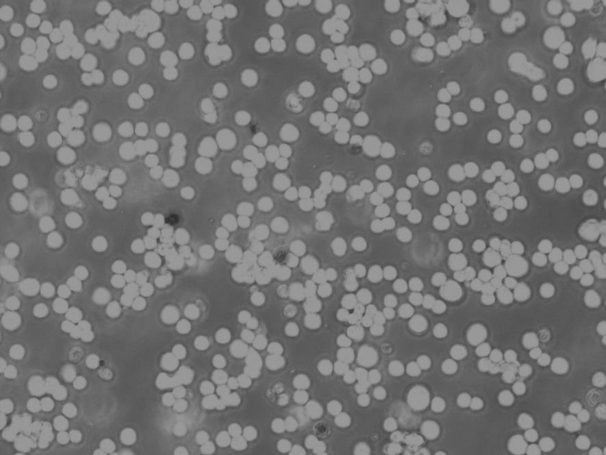 U266B1 Cells|人外周淋巴克隆细胞(包送STR鉴定报告)