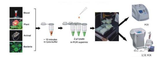 齿垢密螺旋体探针法荧光定量PCR试剂盒