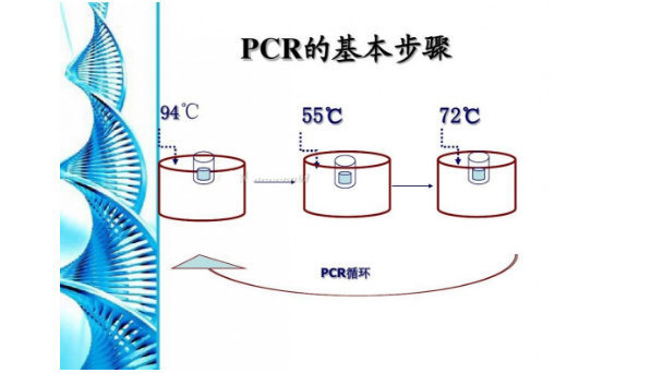 化脓性链球菌（酿脓链球菌）探针法荧光定量PCR试剂盒