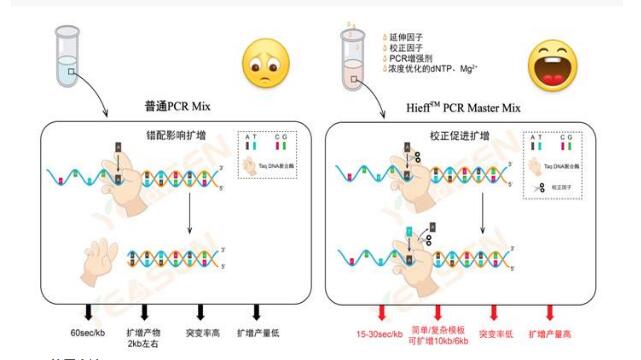 链球菌属通用探针法荧光定量PCR试剂盒