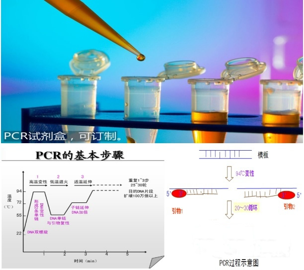 小反刍兽疫通用型/疫苗株（PPR-U/ PPR-V）双重核酸试剂盒