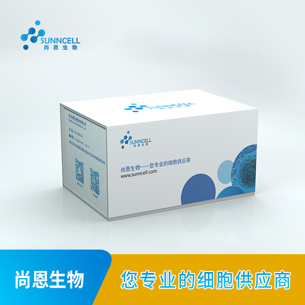 BCPAP/B-CPAP（人甲状腺乳头状癌细胞）