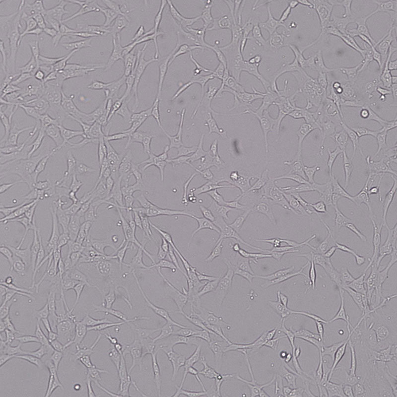 PA317（逆转录病毒包被的NIH3T3细胞）