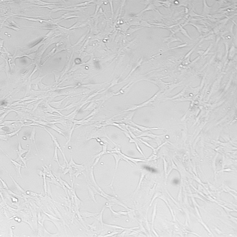 HBZY-1（大鼠肾小球系膜细胞）