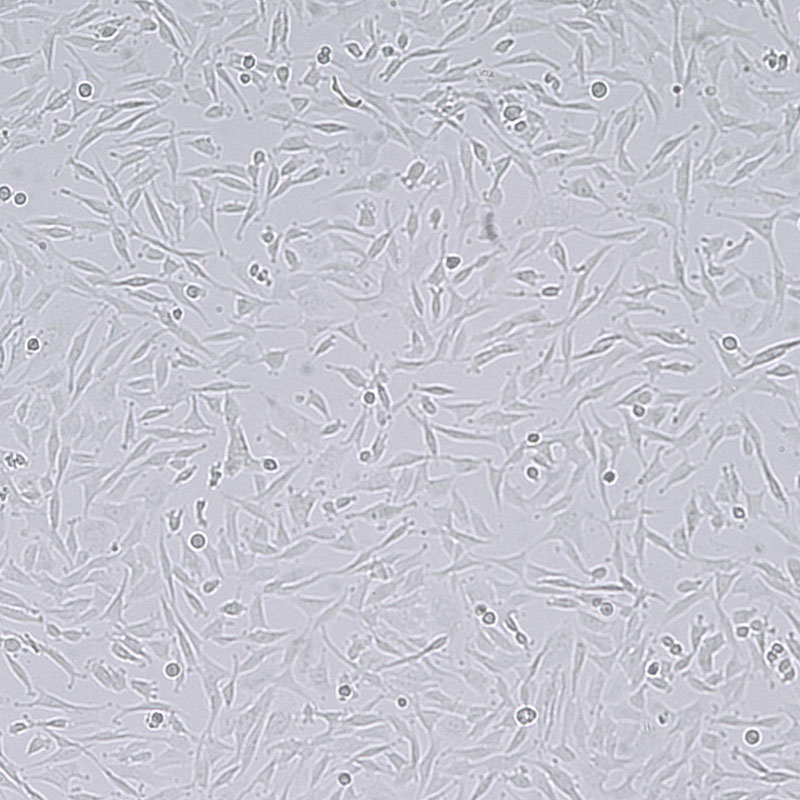 RF/6A猴脉络膜-视网膜内皮细胞