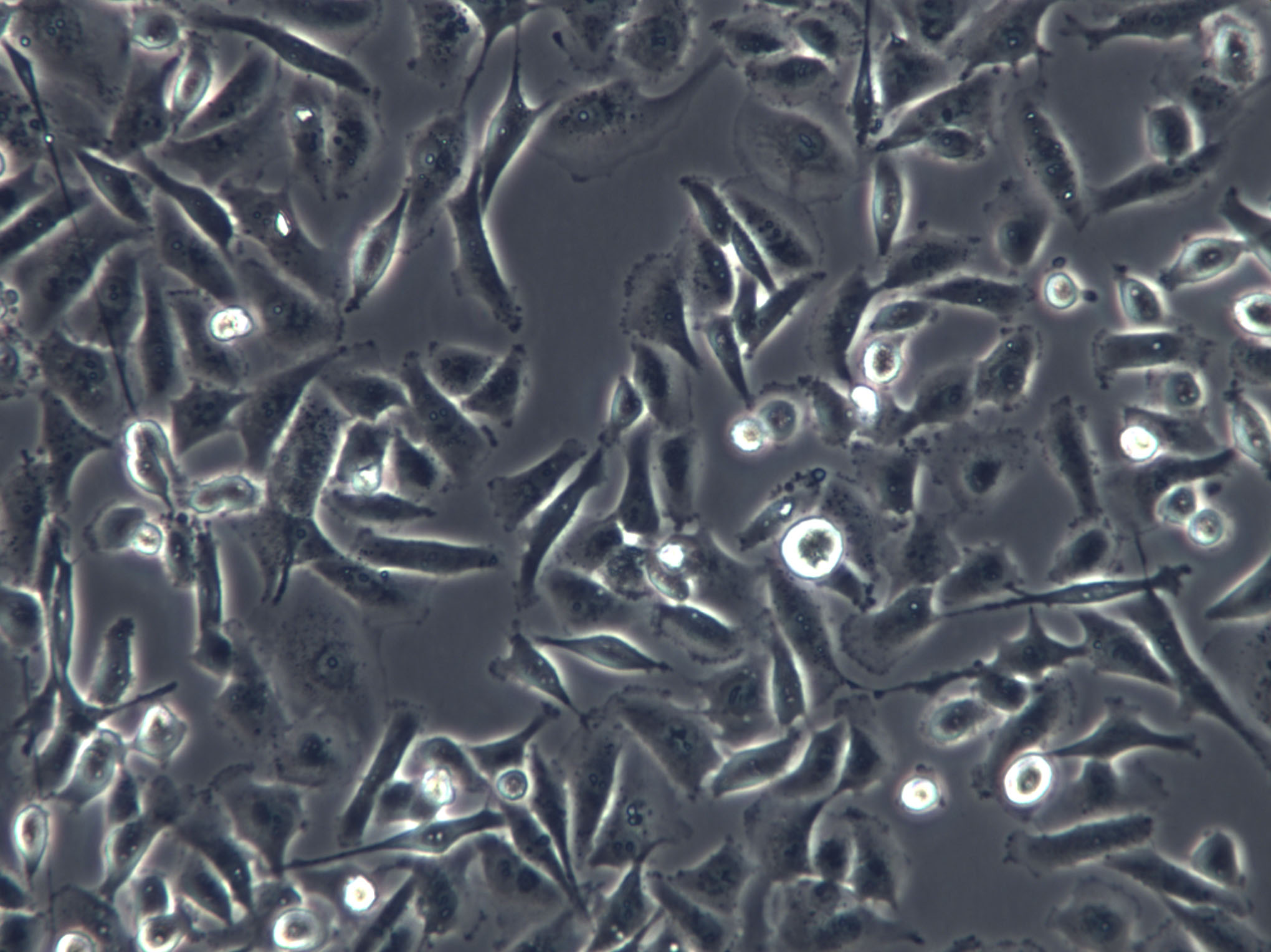 MH-22a Cells(赠送Str鉴定报告)|小鼠肝癌细胞
