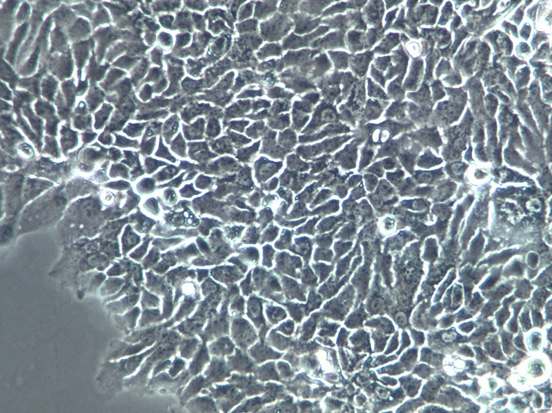 AMJ2-C8 Cells(赠送Str鉴定报告)|小鼠巨噬细胞