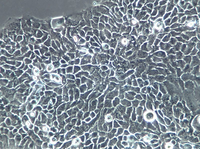 C22 (Clara) Cells(赠送Str鉴定报告)|大鼠肺上皮细胞