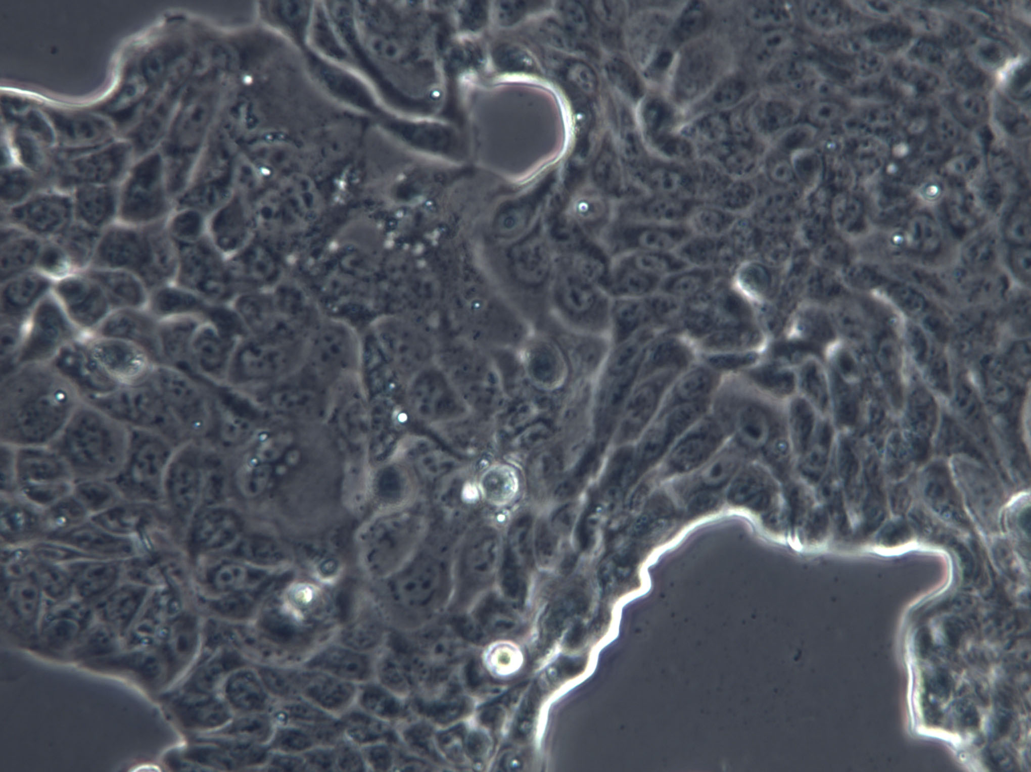 C166 Cells(赠送Str鉴定报告)|小鼠血管内皮细胞