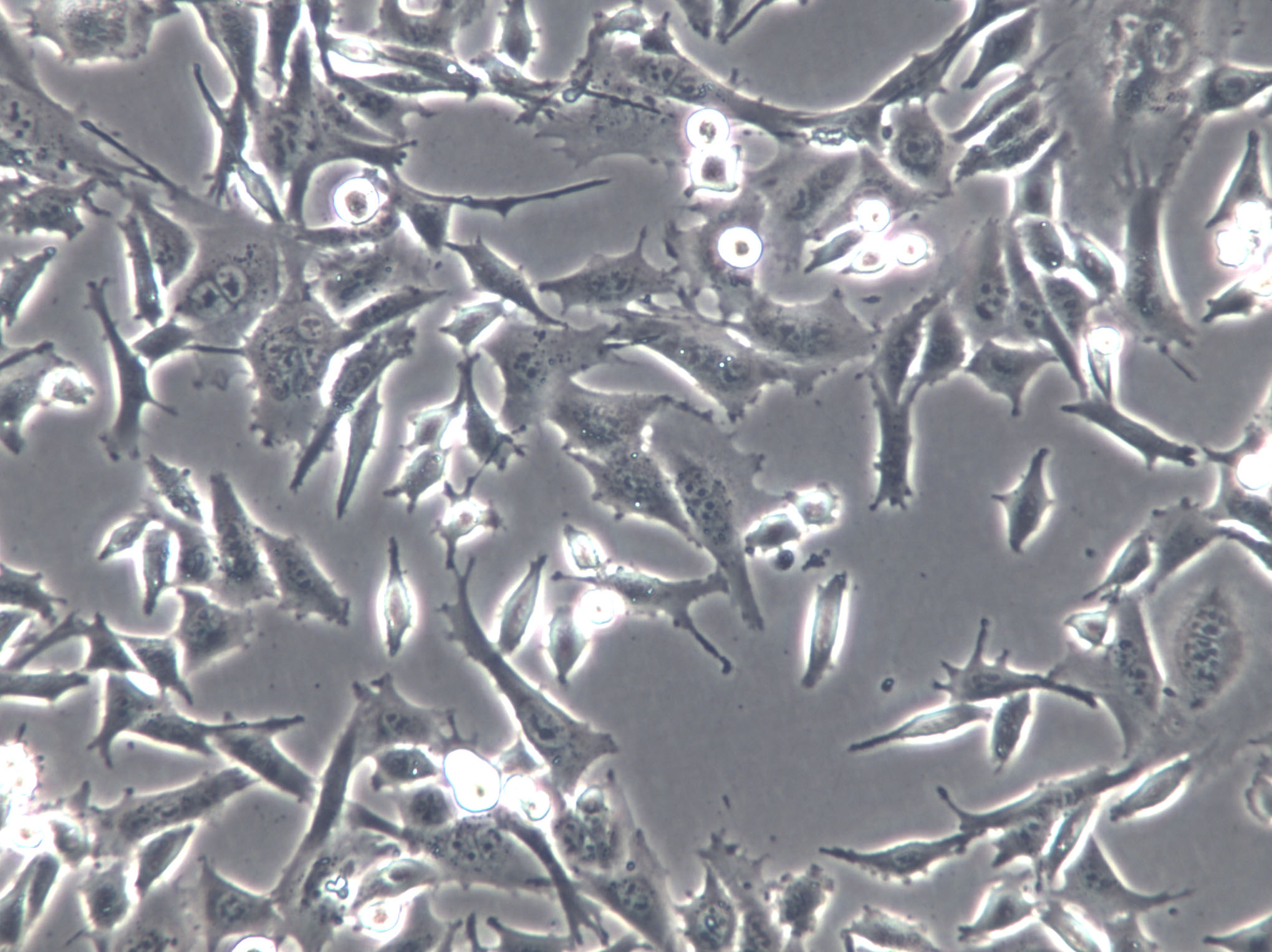 RGM1 Cells(赠送Str鉴定报告)|大鼠正常胃黏膜上皮细胞