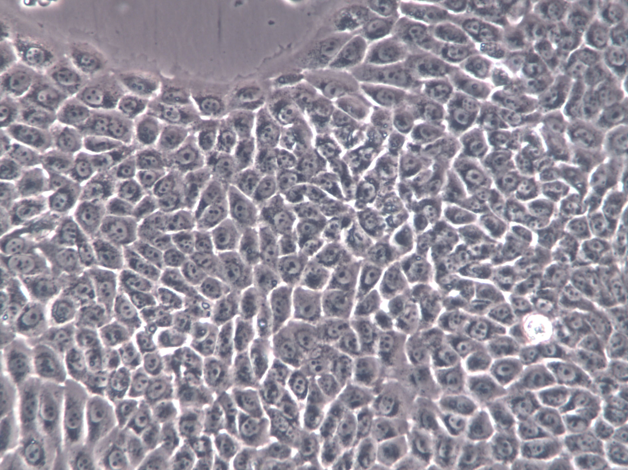 FHC Cells|人正常结直肠粘膜克隆细胞