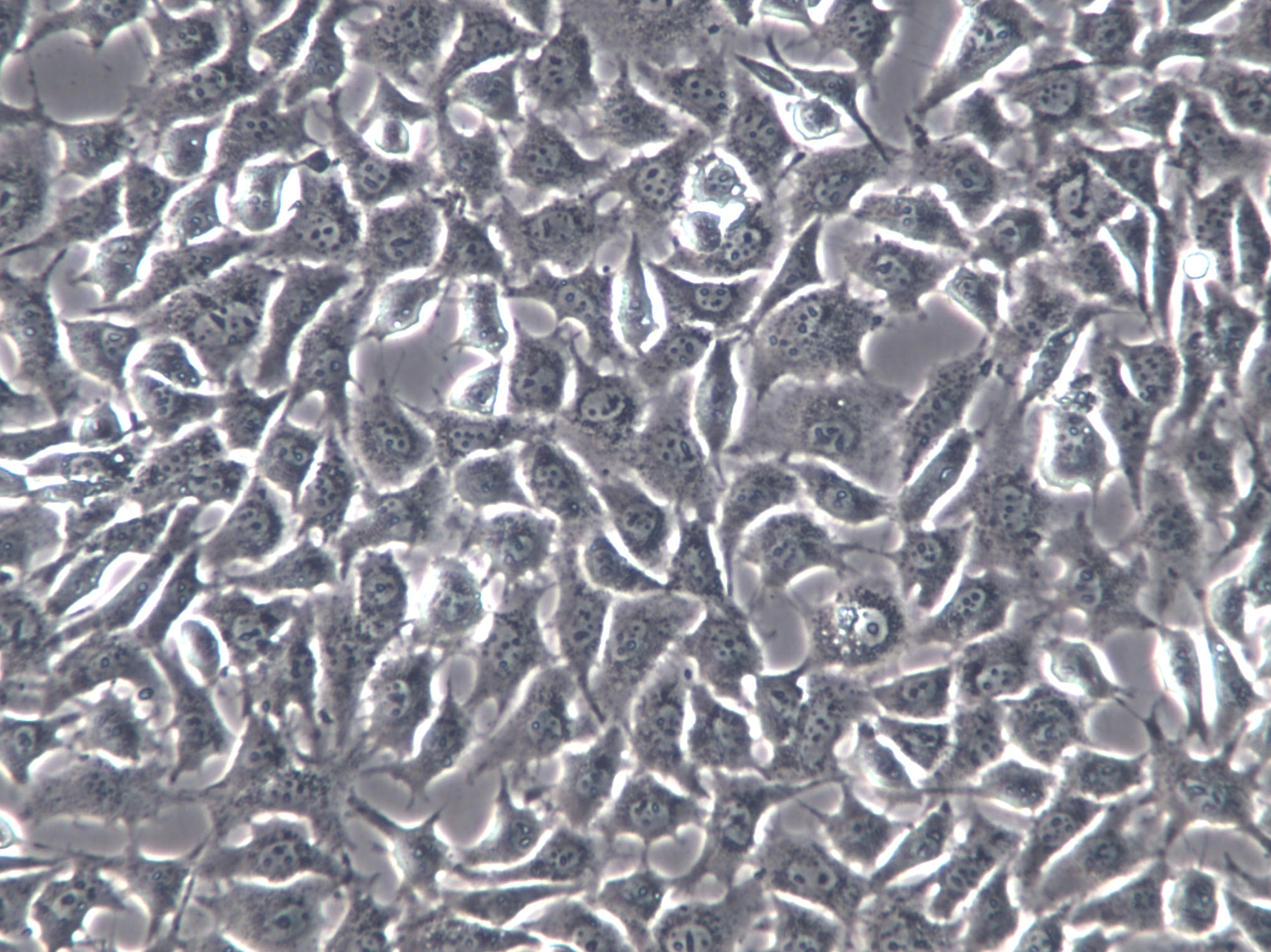 RGE Cells(赠送Str鉴定报告)|大鼠肾小球内皮细胞