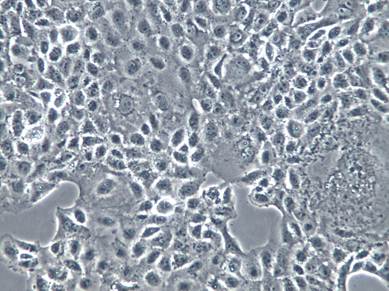 FL 62891 Cells(赠送Str鉴定报告)|人肝细胞