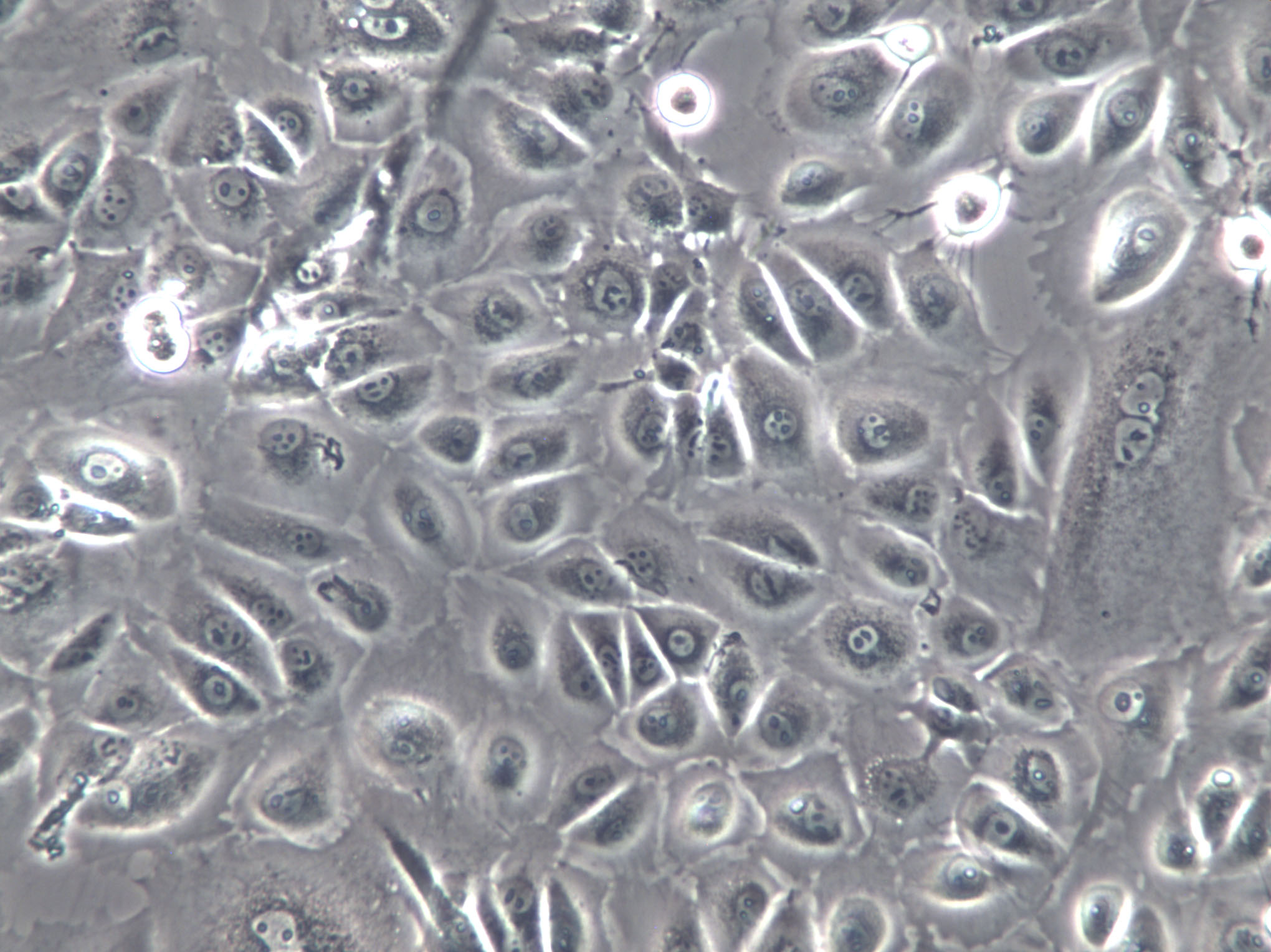 WRL 68 Cells(赠送Str鉴定报告)|人正常肝细胞