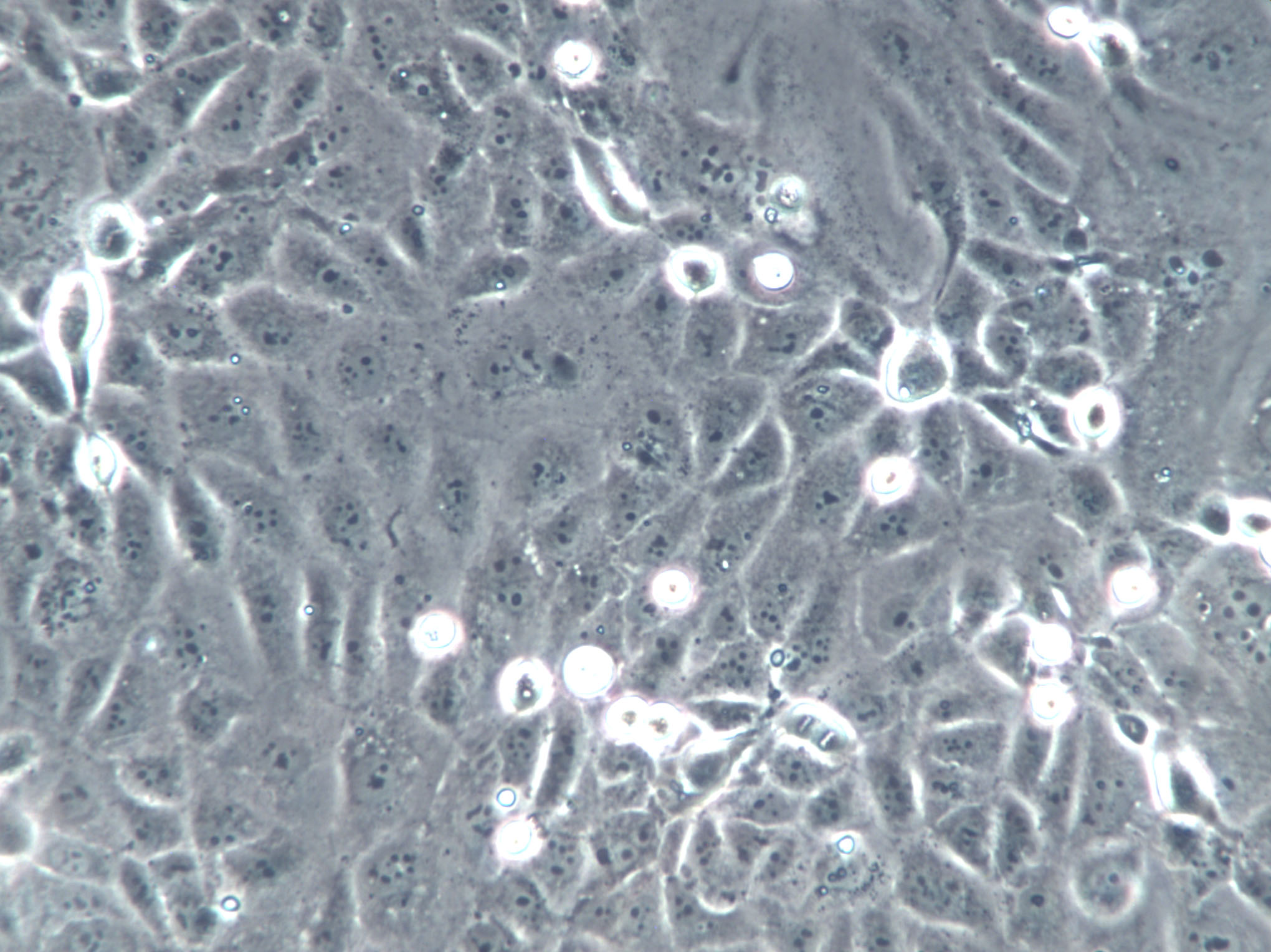 Sf767 Cells 赠送str鉴定报告 人脑瘤细胞价格厂家 上海冠导生物工程有限公司