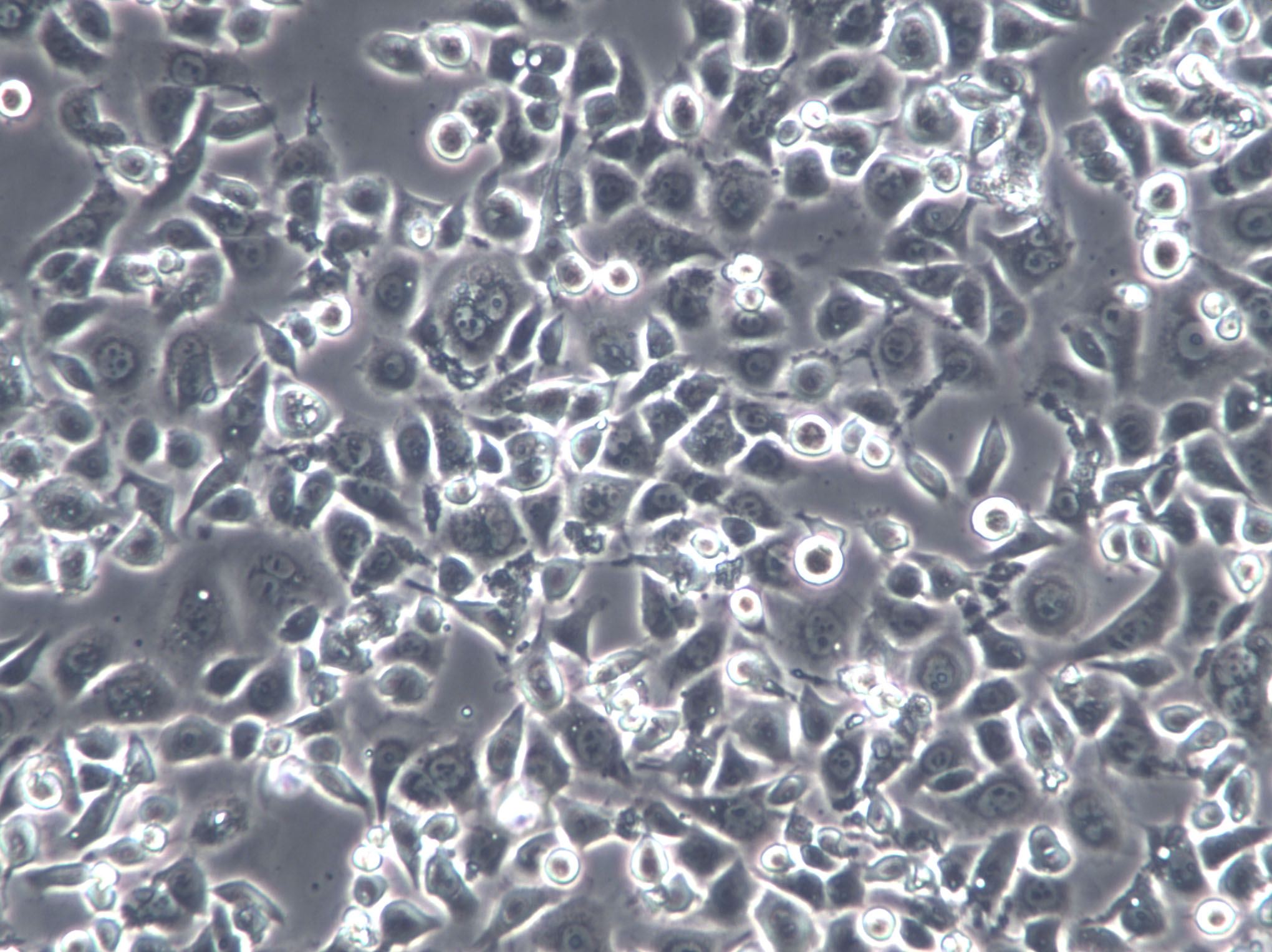 LA-795 Cells(赠送Str鉴定报告)|小鼠肺腺癌细胞