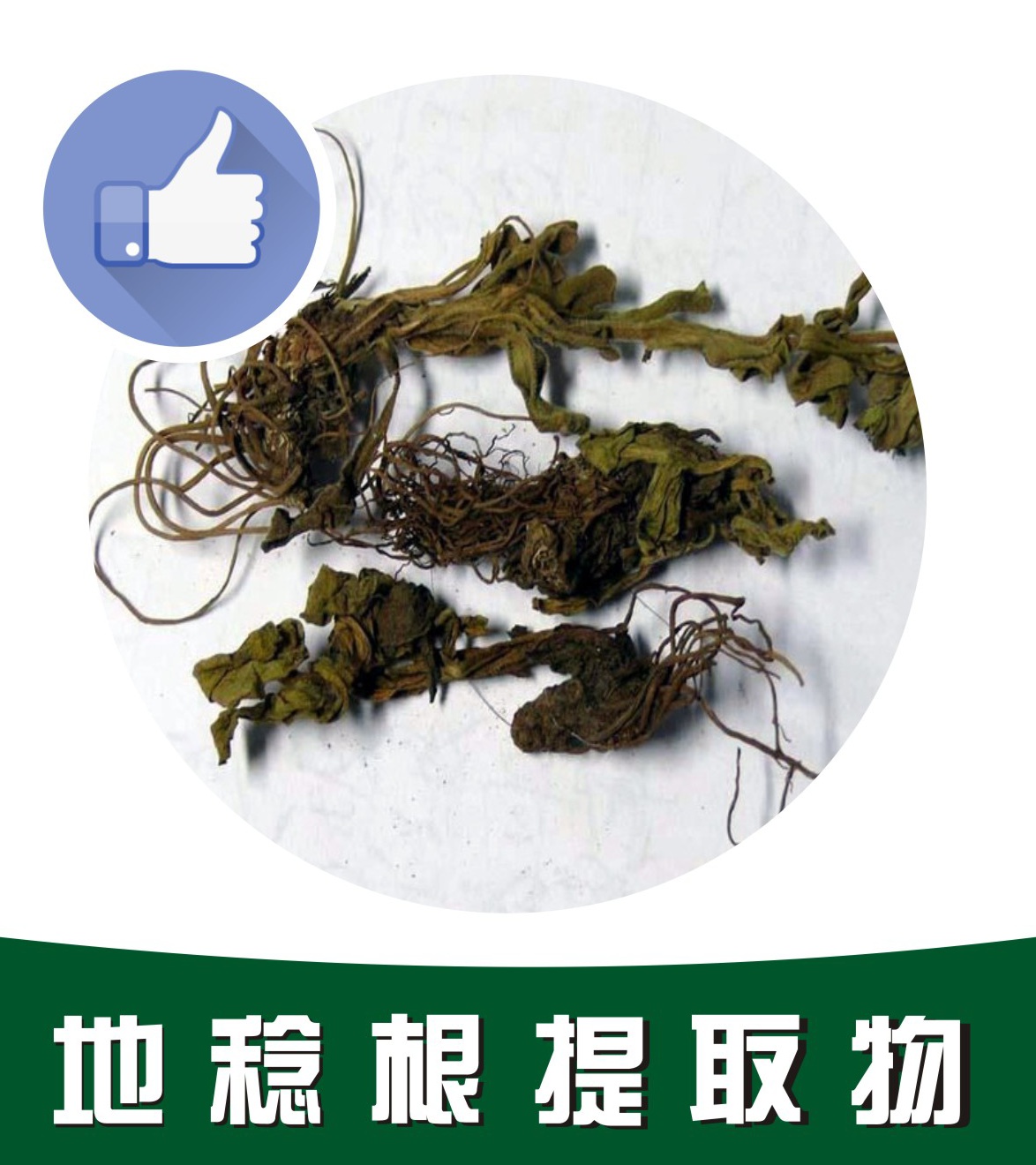 地稔(菍)根提取物