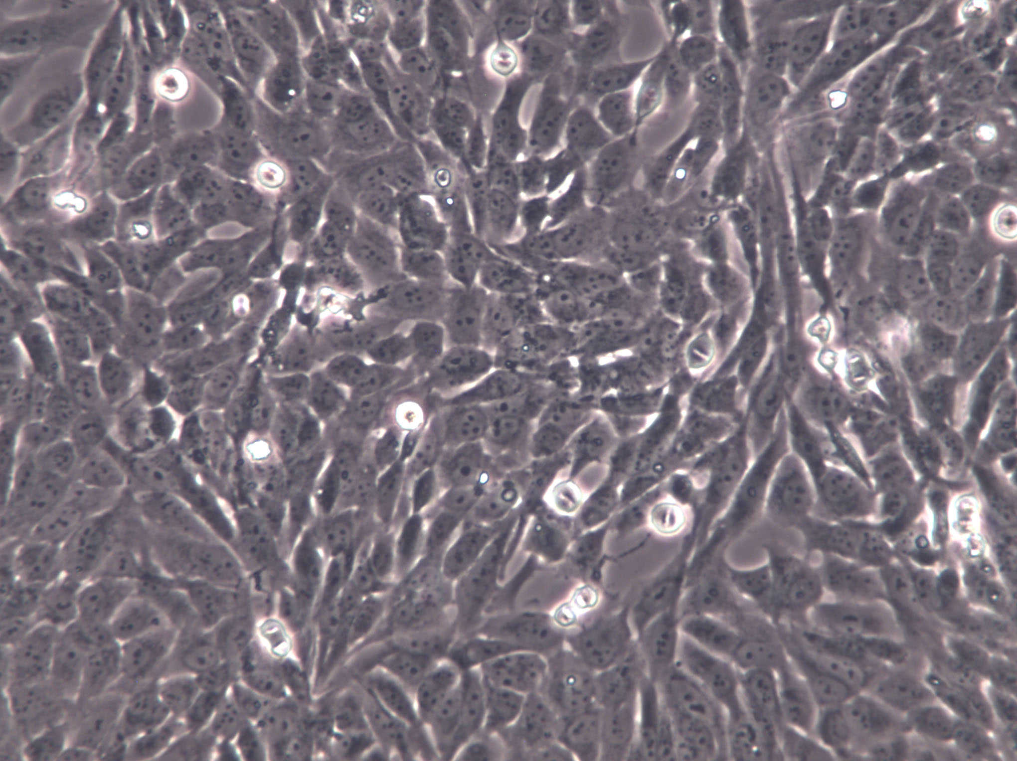 GC-2spd(ts) Cells(赠送Str鉴定报告)|小鼠精母细胞