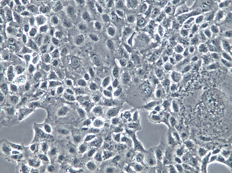 BPH-1 Cells(赠送Str鉴定报告)|人前列腺增生细胞