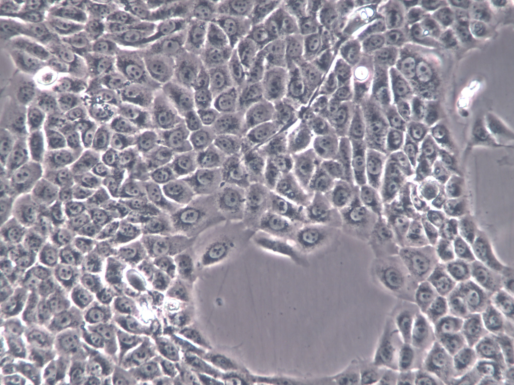 IPEC-J2 Cells(赠送Str鉴定报告)|猪小肠上皮细胞