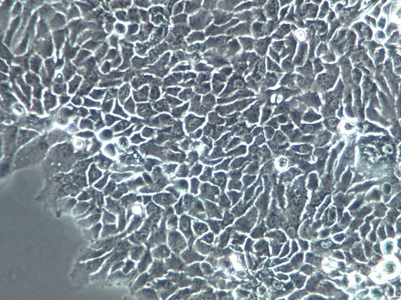 Hep 3B2.1-7 Cells