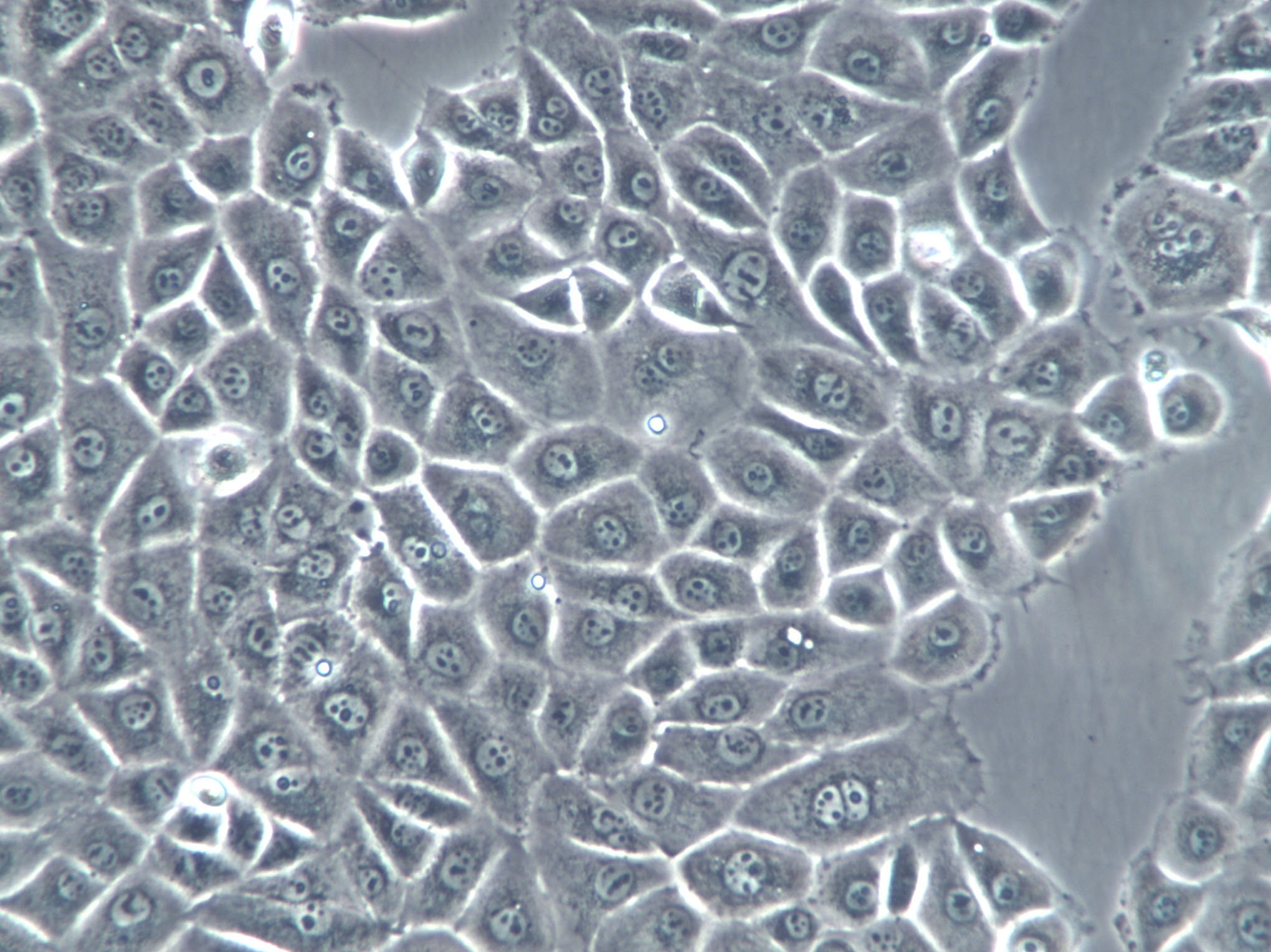 PK-15 Cells(赠送Str鉴定报告)|猪肾细胞