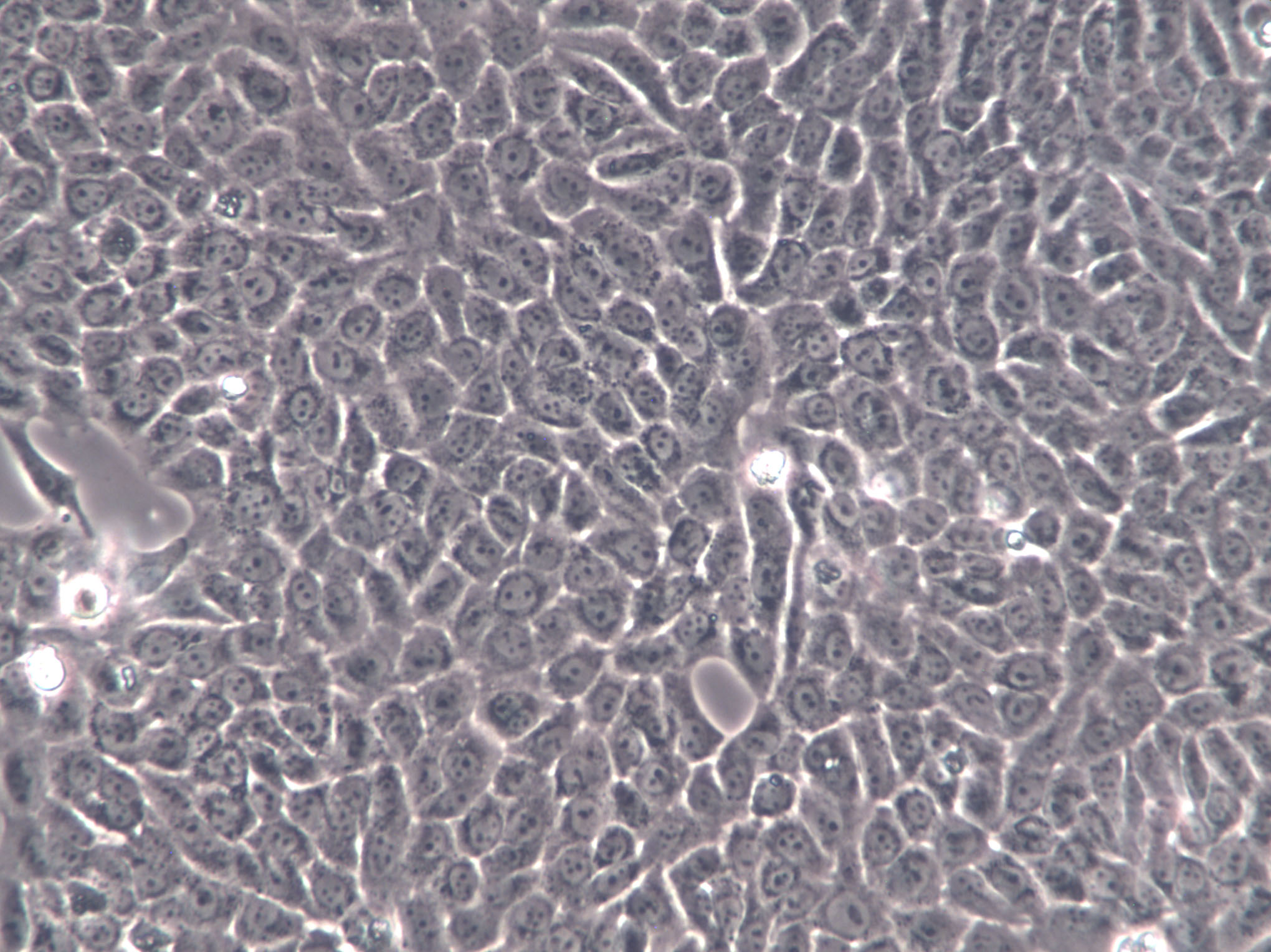 COLO 201 Cells(赠送Str鉴定报告)|人结直肠腺癌细胞
