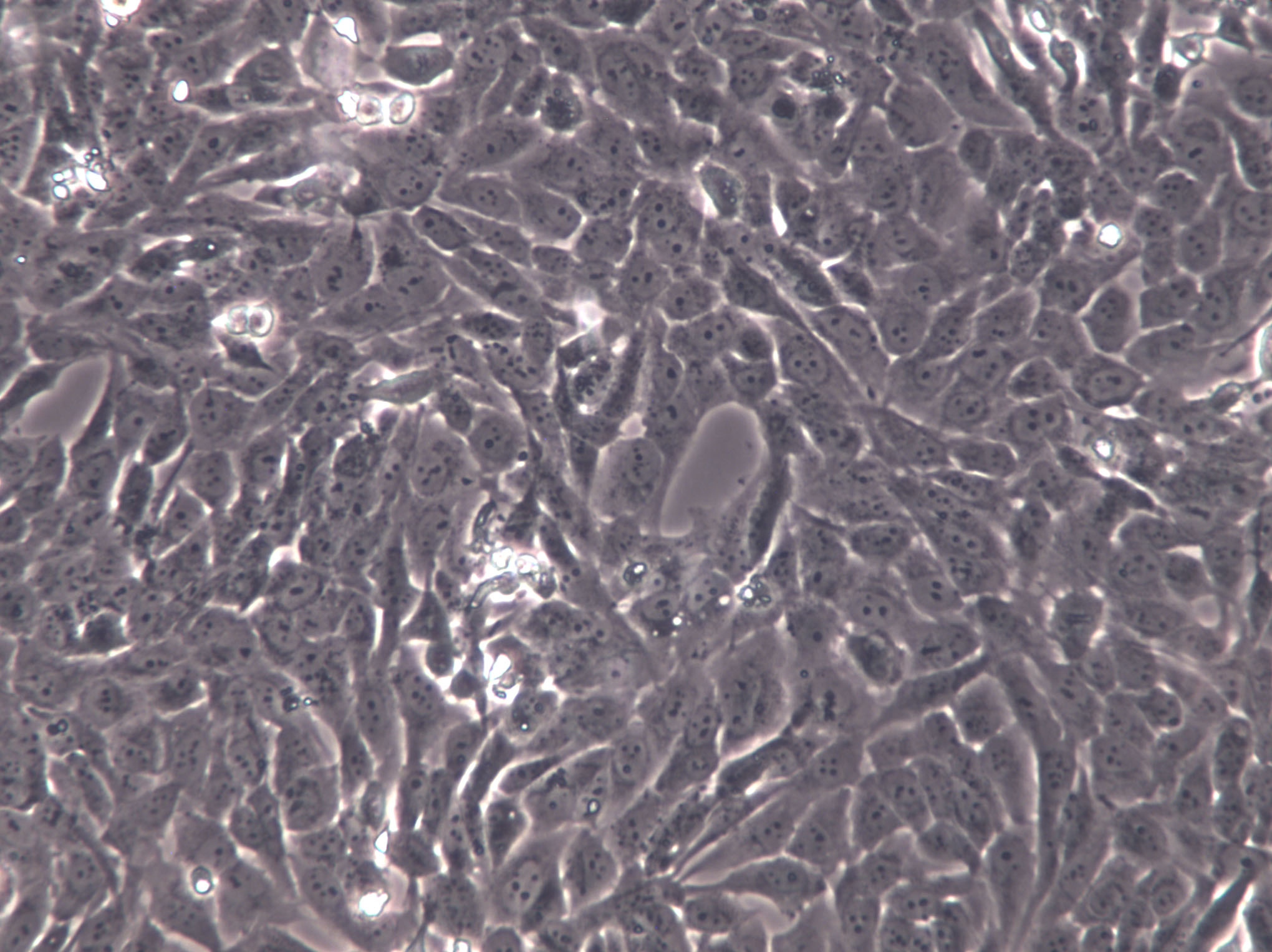 bEnd.3[BEND3] Cells|小鼠脑内皮瘤克隆细胞