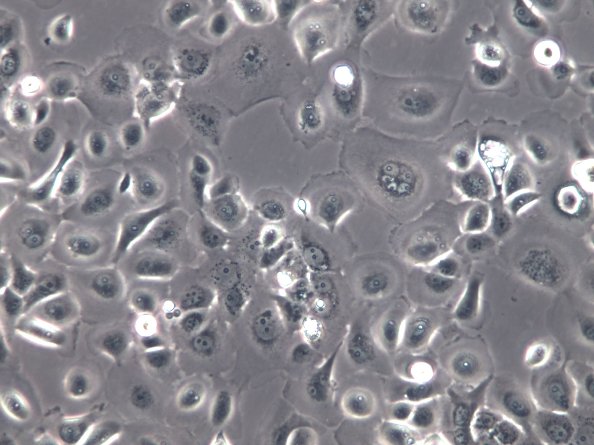 APRE-19 Cells|人视网膜上皮克隆细胞