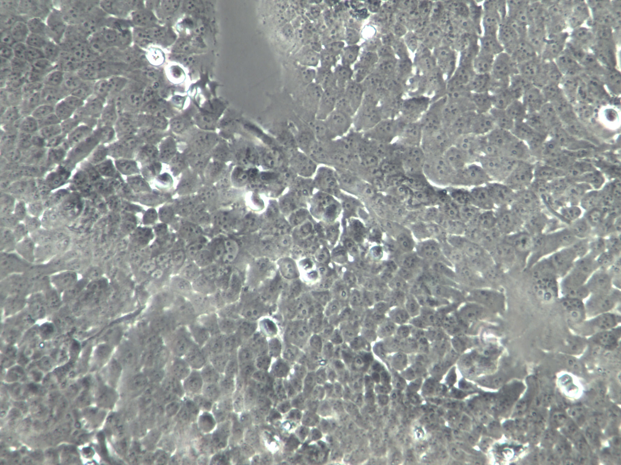 L-M(TK-) Cells|小鼠结缔组织克隆细胞